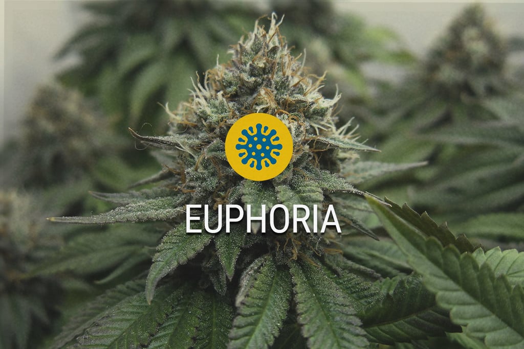 The Best Cannabis Strains for Euphoria
